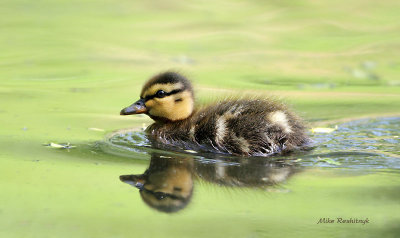 Presenting The New 2010  Model - Duckling