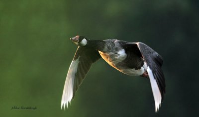 Flight Of A Mystery Goose