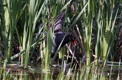 Common Moorhen - Gallinule poule deau: Hanky-panky in the Marsh
