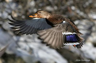 Red Rover, Red Rover, Let Mallard Come Over