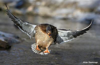 One Solid Determined Mallard