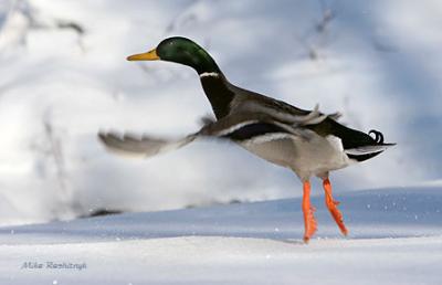 Duckovsky's Nutcracker Ballet