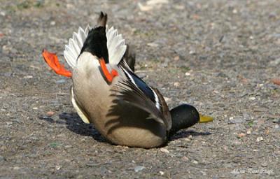 Crash Landing - Only His Pride Was Hurt!