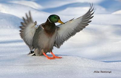 Three-Point Landing