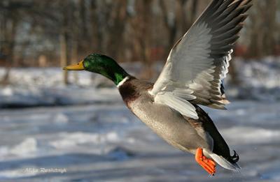 Fanciful Flight