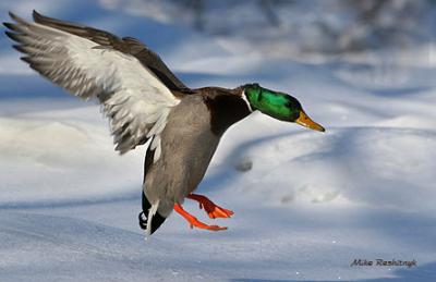 Arrival To A Cold Comfort