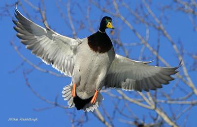 I'm All Duck!