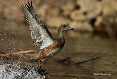 American Duck Hits The Big Times
