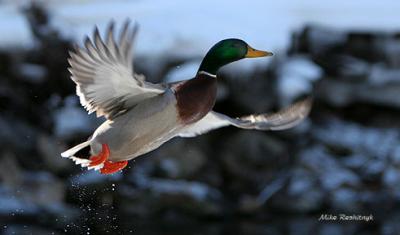 Great Mallard Light Show