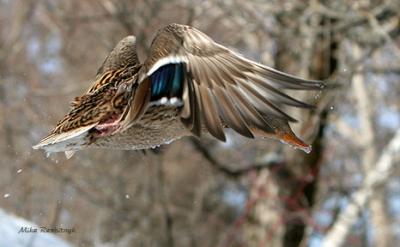 Flying Feather Feast