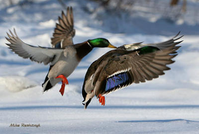 Olympic Mallards - First Across Finish Line By A Wing