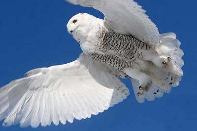 How About A Snowy White Owl For A Change?