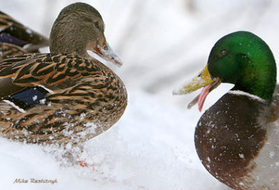 Zowie! What A Hot Chick! - No, this male mallard is not deformed. He was simply flicking snow off his beak.