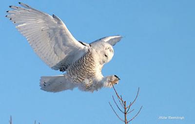 Snowy White Owl Perching