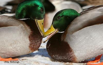 Sumo Wrestling Duck-Style