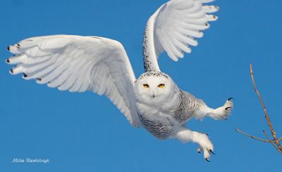 Swing-Dancing Snowy White Owl