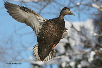 Cool Black American Duck