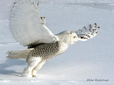 Leaving For the Arctic - Snowy Owl