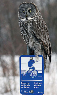 Ultimate Cap Tourmente National Wildlifre Area Advertisement - Great Grey Owl - Chouette laponne