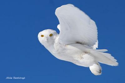 Snowy Owl Checking Out The Competition