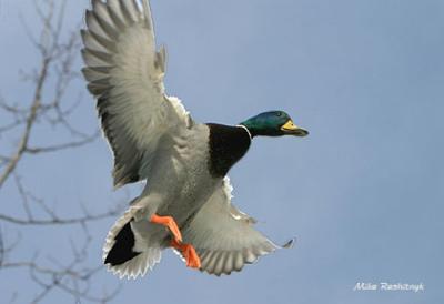 In Full Flight Control