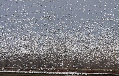 A Small Indication That The Snow Geese Have Arrived At Baie Du Febvre
