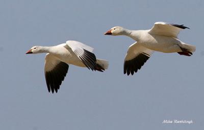 The Snow Geese Have Arrived