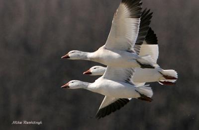 Greater Snow Geese Going Head-To-Head