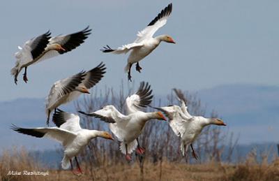 Greater Snow Geese -  Grandes Oies des neiges Aerobatics