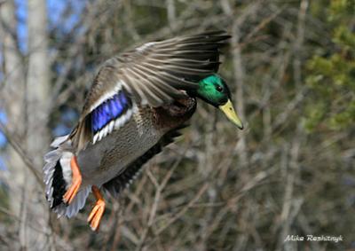 Flying Feathered Fingers