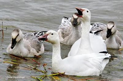 Family Affair - Greater Snow Geese