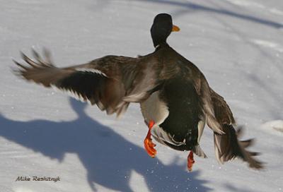 Is It The Shadow Or Bat-Duck?