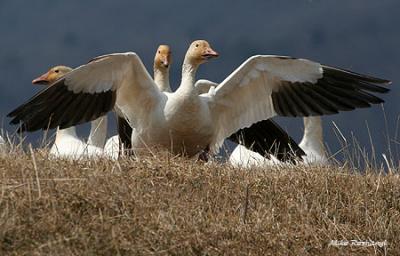 King Of The Hill - Greater Snow Goose