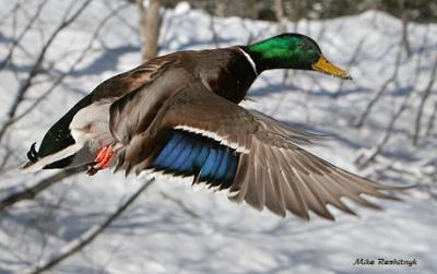 Feathered Outreach Program