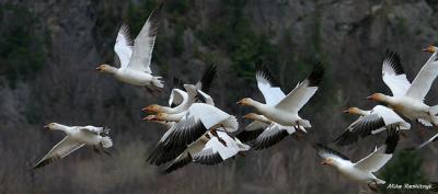 Follow The Leader Greater Snow Goose Style