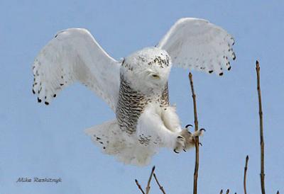 Clutching At Straws - Snowy Owl Pearching On A Top Branch Of A Tree