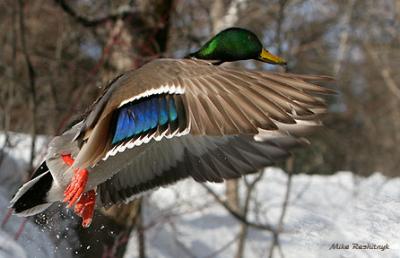 Supreme Exertion - Mallard In Motion