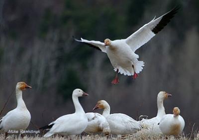Joining The Club - Cap Tourmente Grearer Snow Geese
