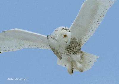 Snowy Owl Giving You The Eye