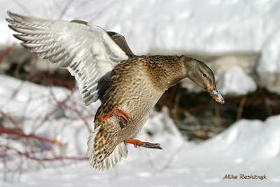 Mallard Duck's Sassy Landing