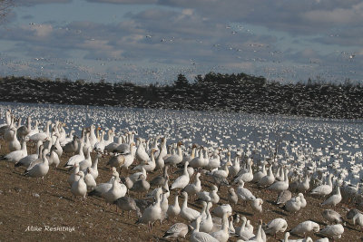 Has Anyone Seen A Snow Goose Around Here?