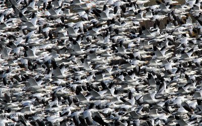 Greater Snow Goose Beer Call