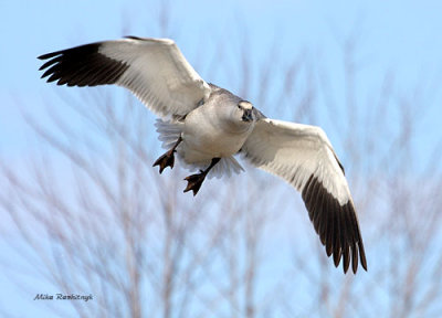 Young Tough Guy - Juvenille Snow Goose