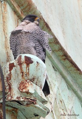 Quebec City Urban Falcon - A Crop For Ornitho Qc Forum