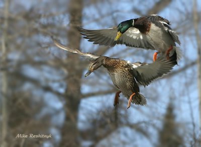 Pathfinder Insertion, As Per Duck-Airborne Tactical Doctrine