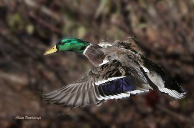 Mallard Slicing ThroughThe Air