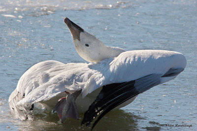 Snow Goose's Final Struggle - Death On The Ice