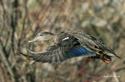 Canard Camouflage