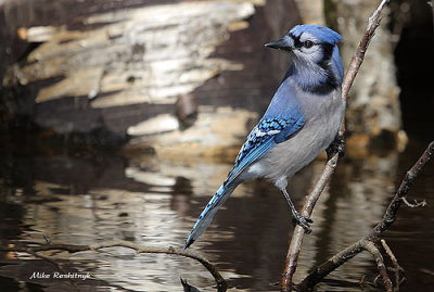 Blue Jay On The Prowl