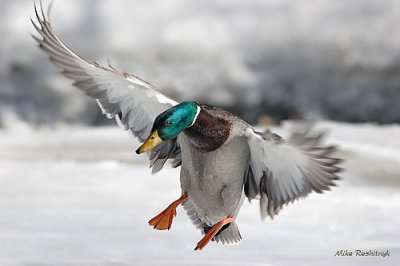 I Will Soon Make My Imprint In The Snow - Mallard